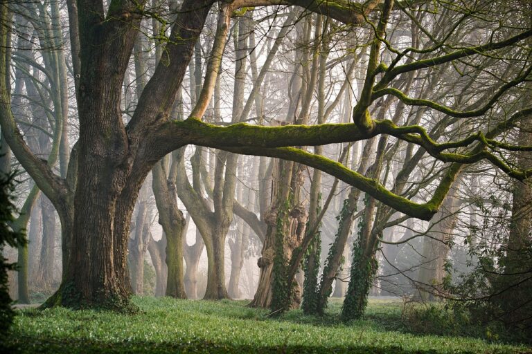 forest, fog, morning mist-3287976.jpg