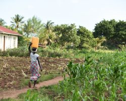 water, woman, fetching-4335177.jpg